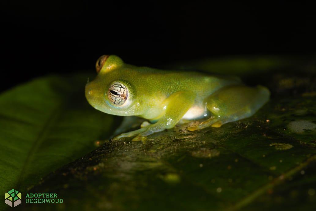 Dwarf Glass Frog Costa Rica