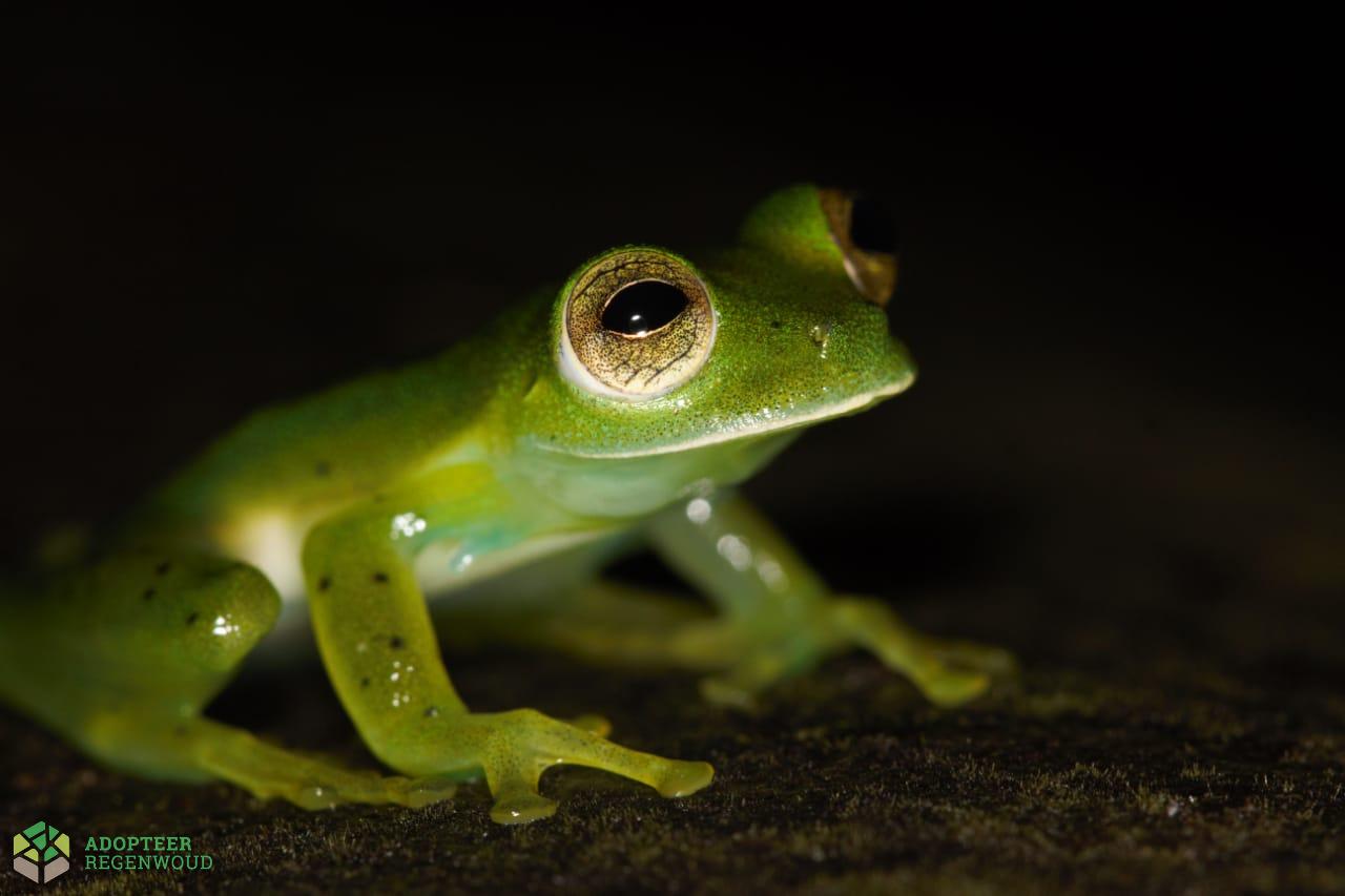 Emerald Glass Frog Costa Rica