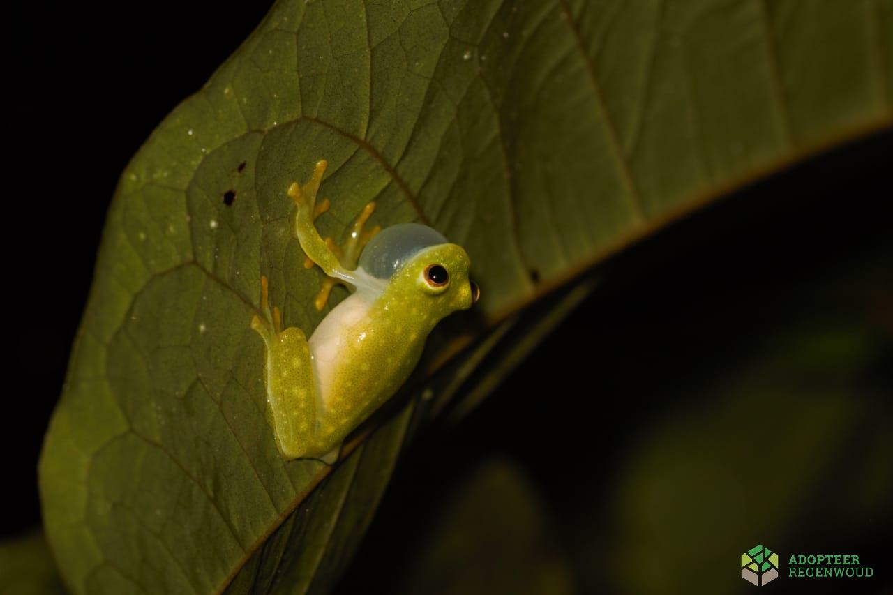 Fleishmanns Glass Frog zingt typisch terwijl hij ondersteboven hangt