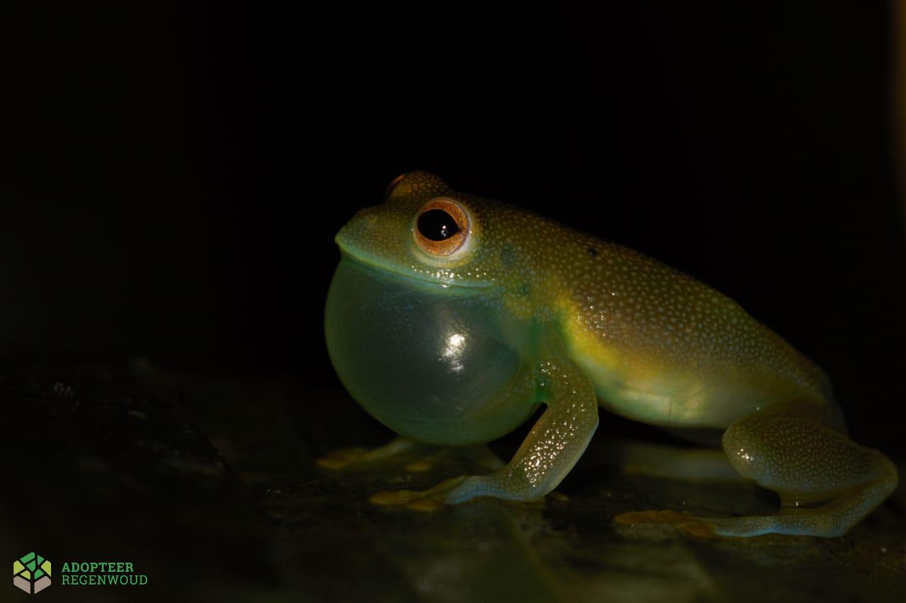 Granular Glass Frog