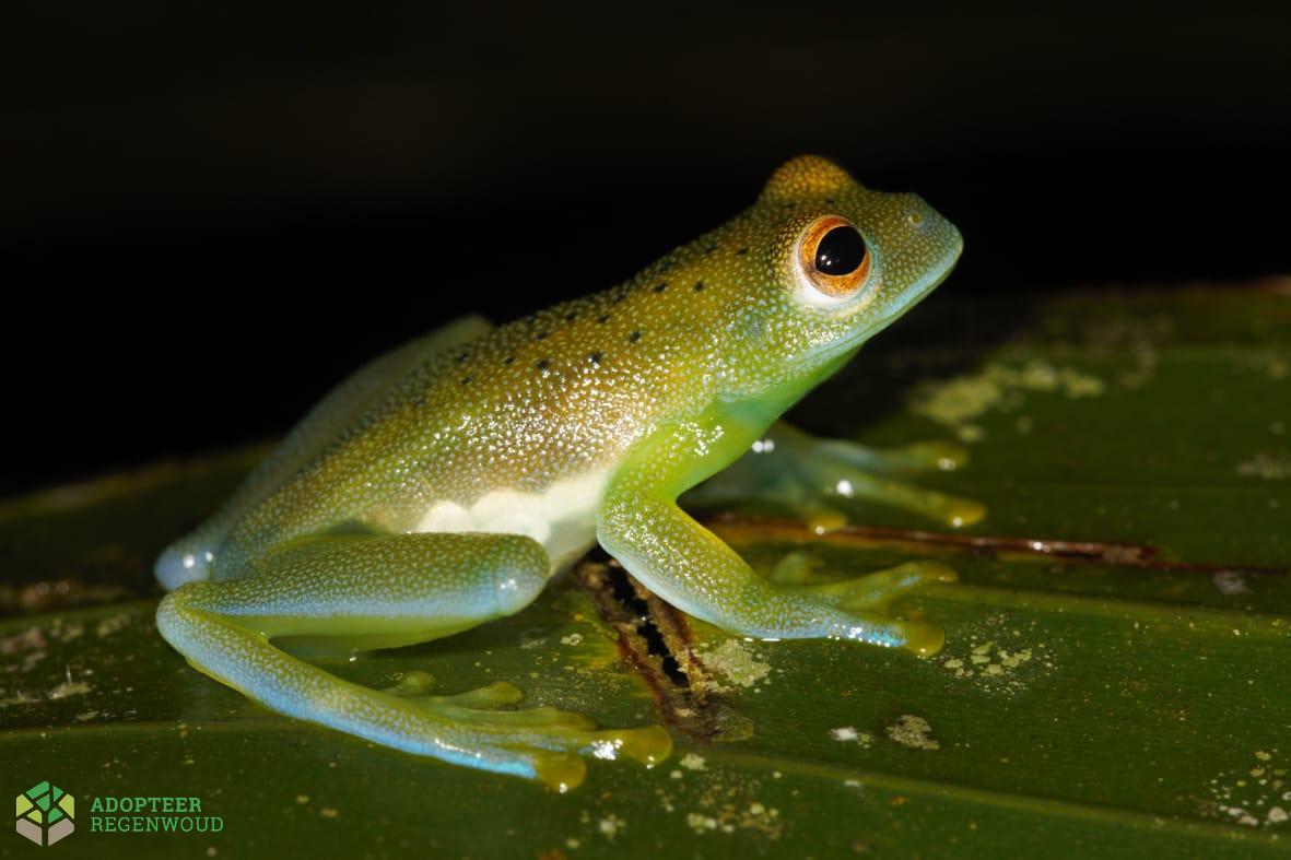 Granular Glass Frog Costa Rica