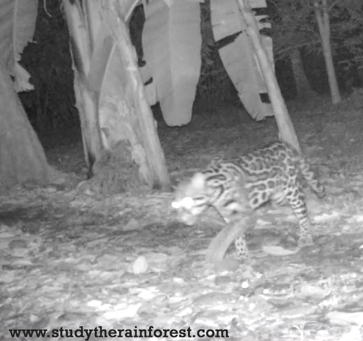 Trapcam picture of an Ocelot