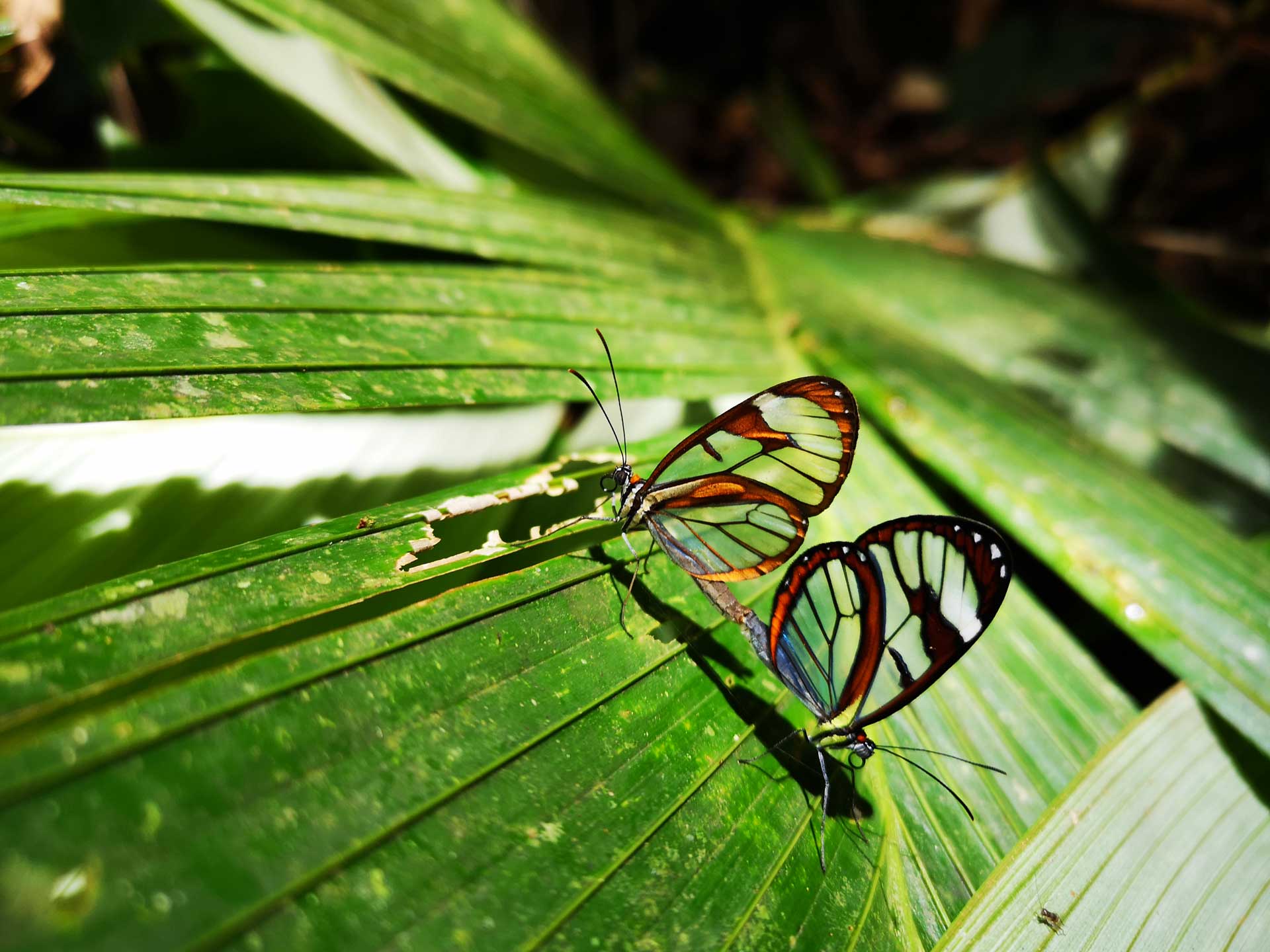 Stage en onderzoek in het regenwoud van Costa Rica