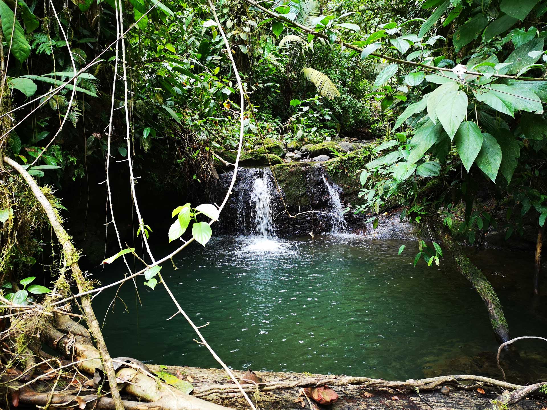 Internship and research in the rainforest of Costa Rica