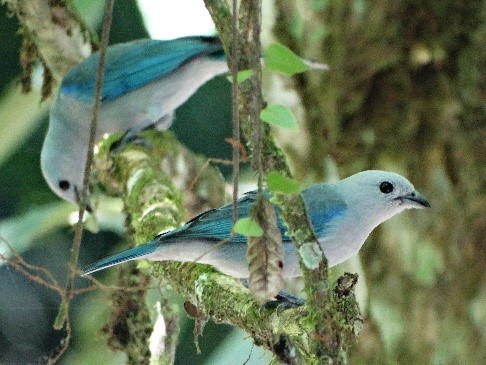 Blue Grey Tanager