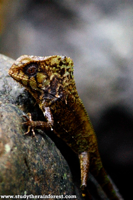 Vlinderonderzoek Costa Rica